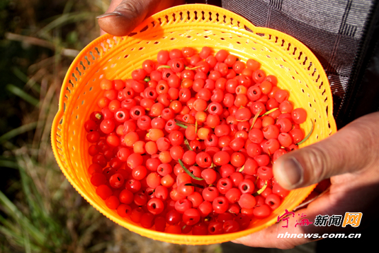 农民何基菲恋上红豆杉