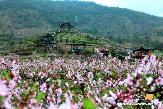 胡陈桃花节:从"相亲大会"中突围