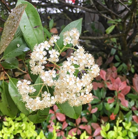 石楠花(图右上)有五个花瓣,圆而呈梅花型,且花蕊繁多显得尤为精美细致