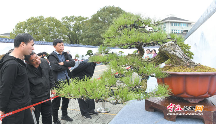 >网站首页>宁海新闻网>新闻中心>宁海新闻>近日,由宁波市盆景协会主办