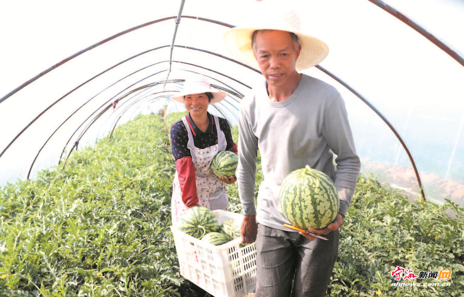 吃瓜群众有口福了_宁海新闻网