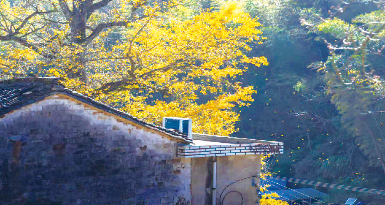 ��Ҷ������ѩ��